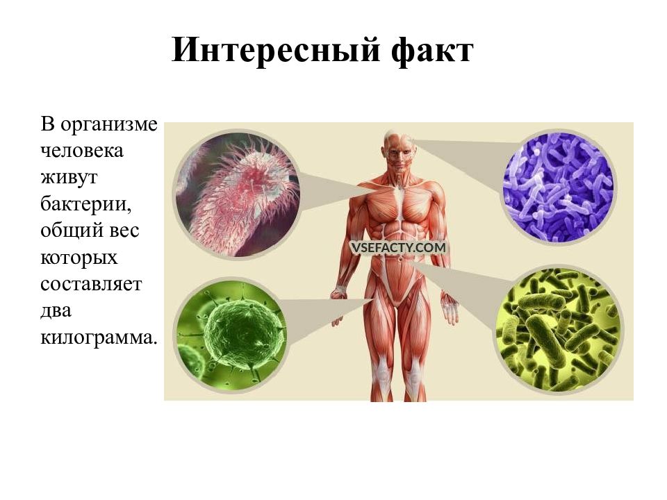 Интересная презентация о бактериях