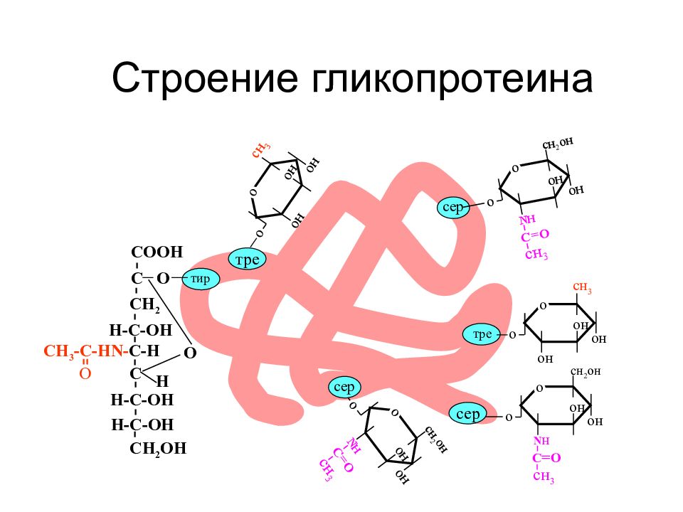 Биохимическое строение. Гликопротеины биохимия строение. Гликопротеины строение. Гликопротеиды строение. Гликопротеины структура и функции.