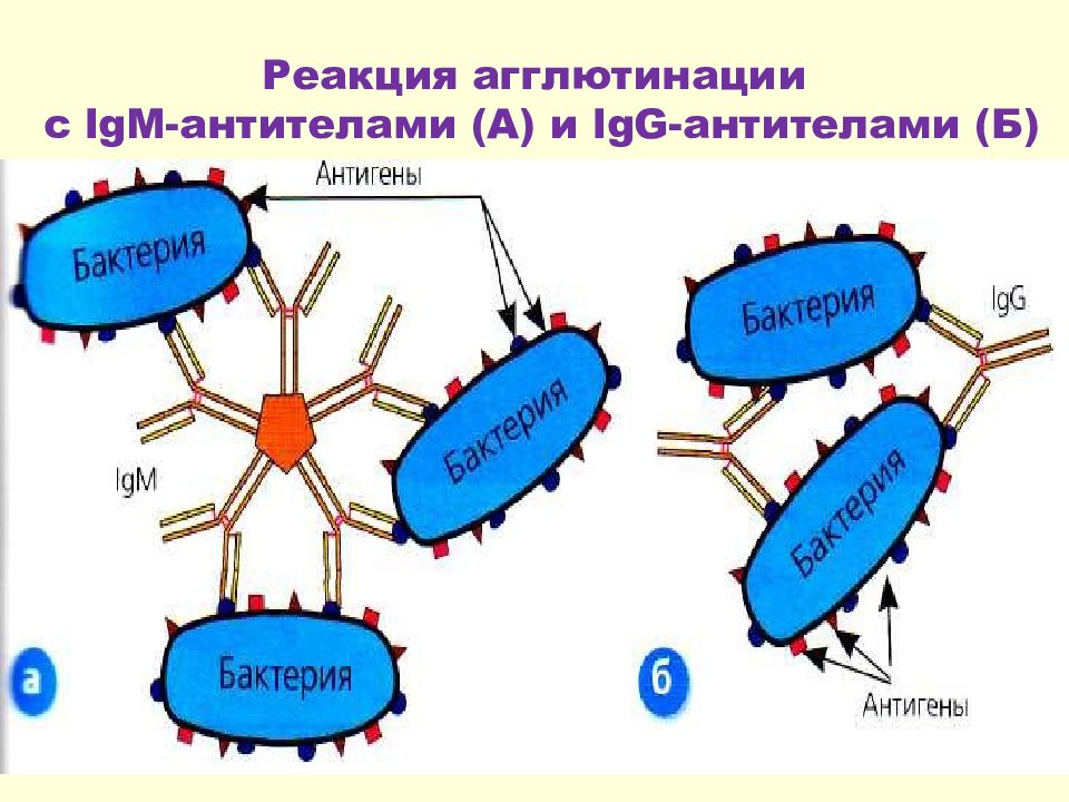 Реакция агглютинации микробиология схема