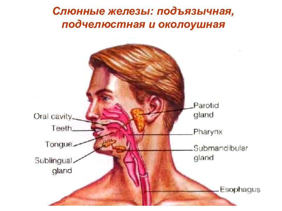 Железа во рту. Подчелюстная слюнная железа. Слюнные железы расположение. Слюнные железы: подчелюстная и подъязычная. Подчелюстные слюнные железы расположение.