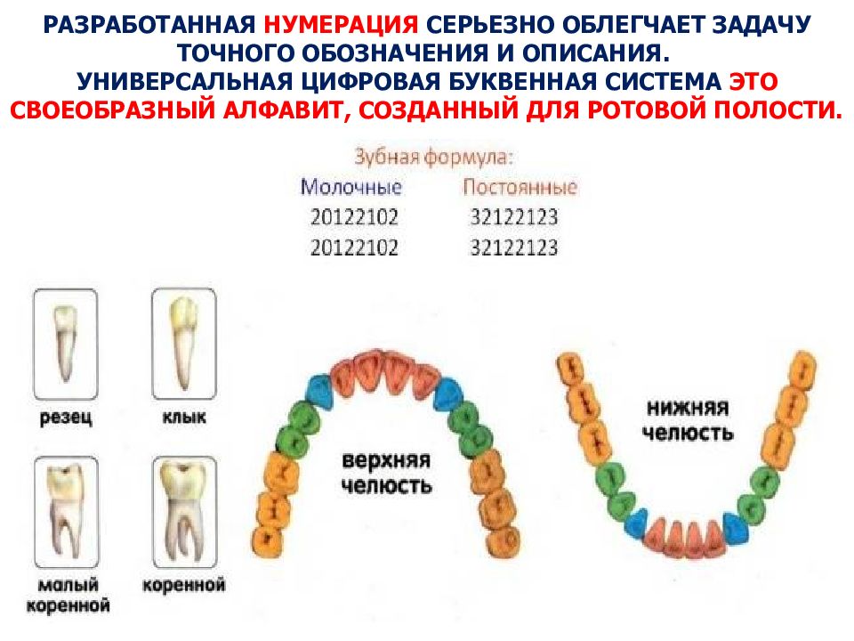 Возрастные изменения зубов презентация