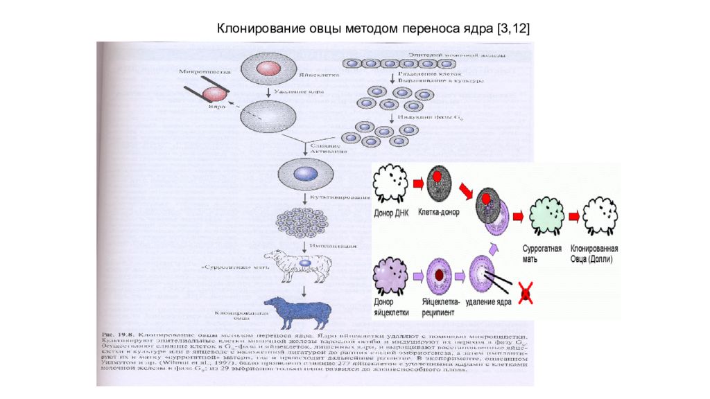 Клонирование системы. Клонирование овцы методом переноса ядра. Схема клонирования стволовых клеток. Стволовые клетки клонирование. Клонирование методом ядерного переноса.