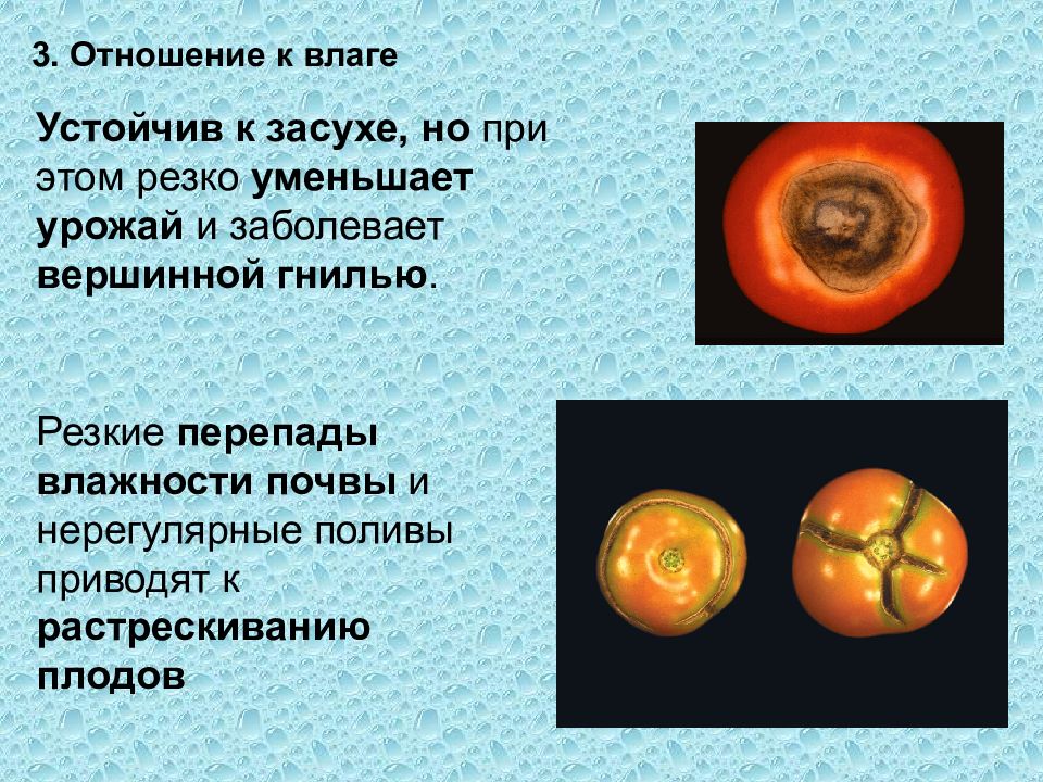 Селекция томатов презентация