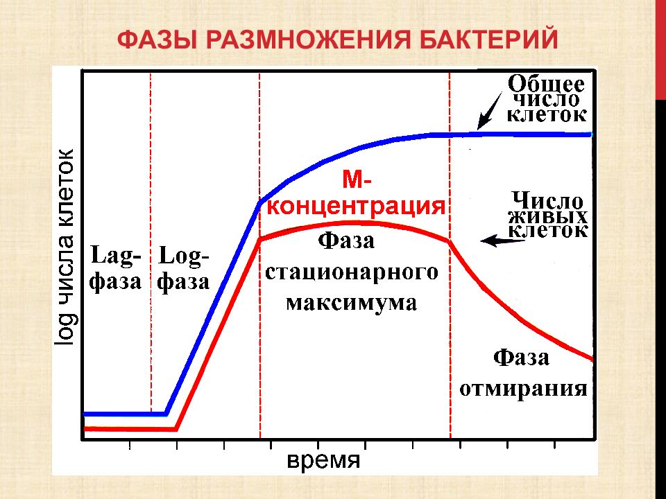 Рост бактерий. Рост и размножение бактерий фазы размножения бактерий. Фазы бактерий на жидкой питательной среде. Фазы размножения бактерий в жидкой питательной среде. Фазы роста бактерий микробиология.