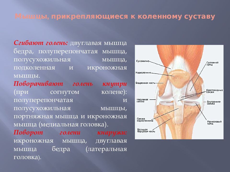 Мышца разгибающая бедро и сгибающая голень