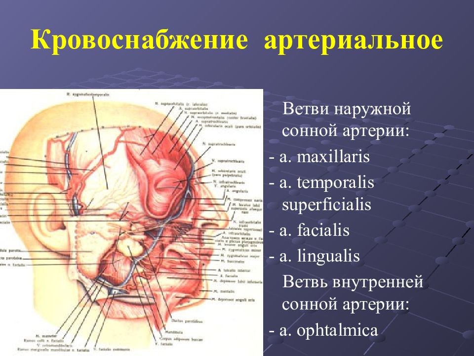 Отделы головы анатомия. Кровоснабжение лицевого отдела черепа. Кровоснабжение головы топографическая анатомия. Кровоснабжение лицевого отдела головы. Артерии лица топографическая анатомия.