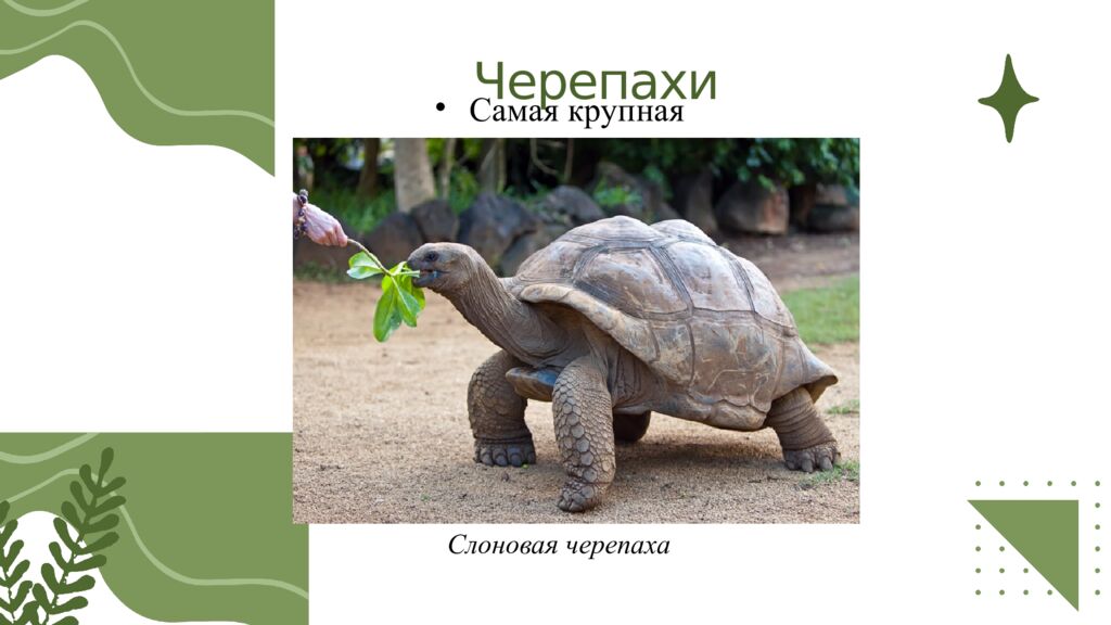 Общая характеристика пресмыкающихся