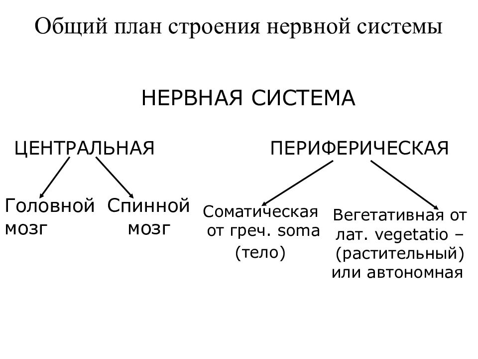 Общий план строения нервной системы кратко