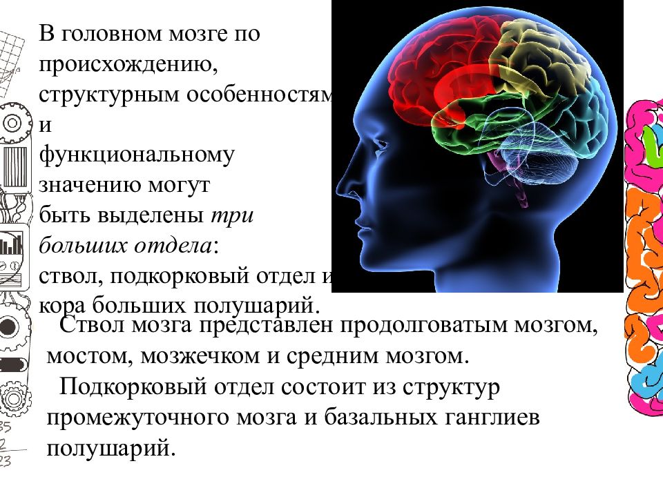 Мозг презентация. Гигиена головного мозга. Напряжение головного мозга. Гигиена головного мозга кратко. Головной мозг проект.