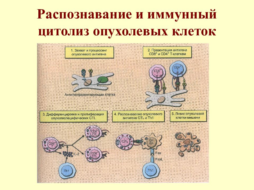 Иммунный ответ иммунология презентация