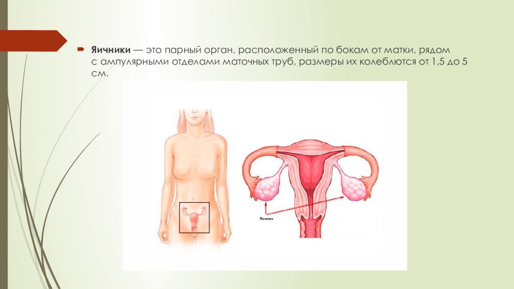 Где находятся яичники у мужчины на картинке