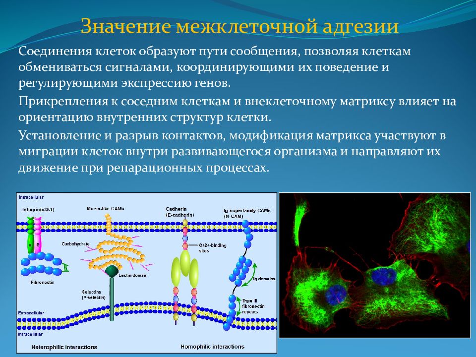 Соединение клеток. Межклеточные соединения адгезивные соединения. Молекулярные механизмы межклеточной адгезии. Адгезионные межклеточные контакты. Адгезионные соединения между клеткой и внеклеточным матриксом.