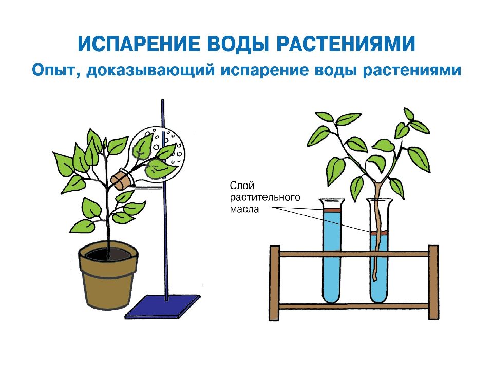 Опыт дыхание растений 6 класс. Опыт показывающий дыхание растений. Эксперимент доказывающий дыхание растений. Опыты по дыханию растений. Опыт растения дышат.