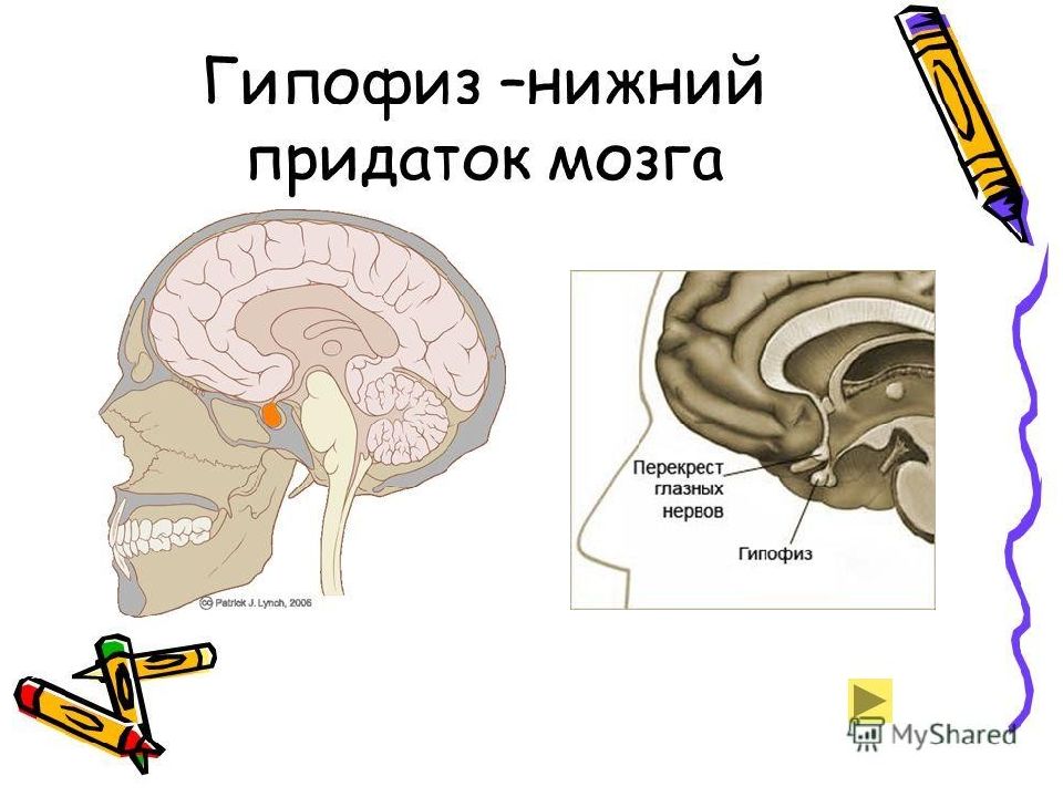Гипофиз в каком мозге. Структура головного мозга гипофиз. Функции гипофиза головного мозга. Гипофиз мозговой придаток. Придаток мозга.
