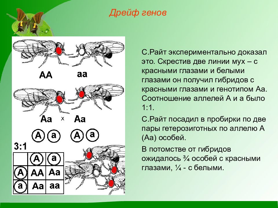 Дрейф генов. Дрейф генов это в биологии. Райт дрейф генов. Опыт Райта. Дрейф генов суть.