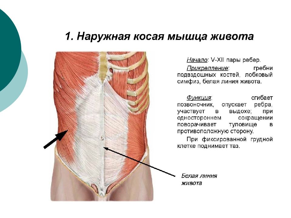 Мышцы передней брюшной стенки анатомия