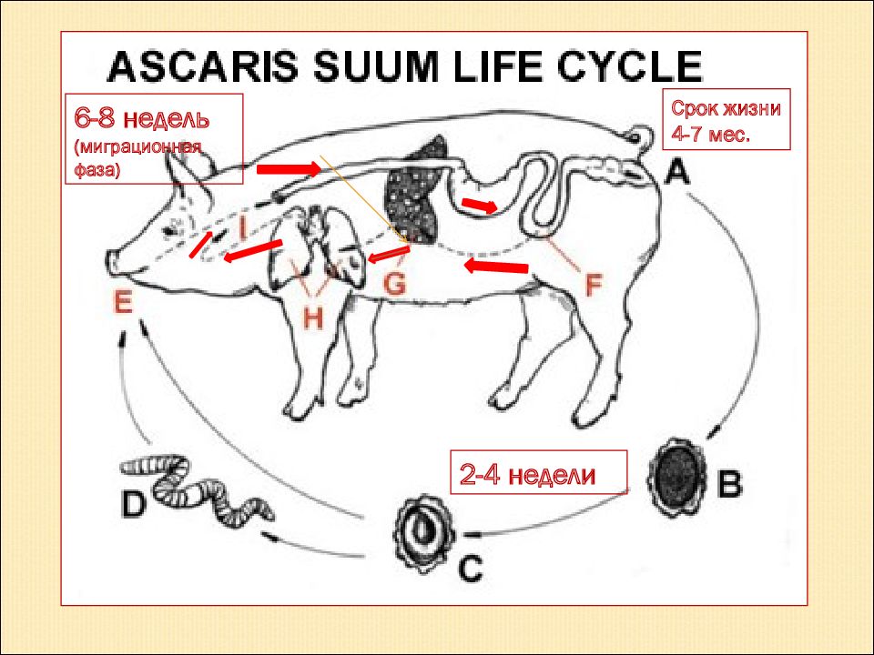 Схема жизненного цикла аскариды свиной