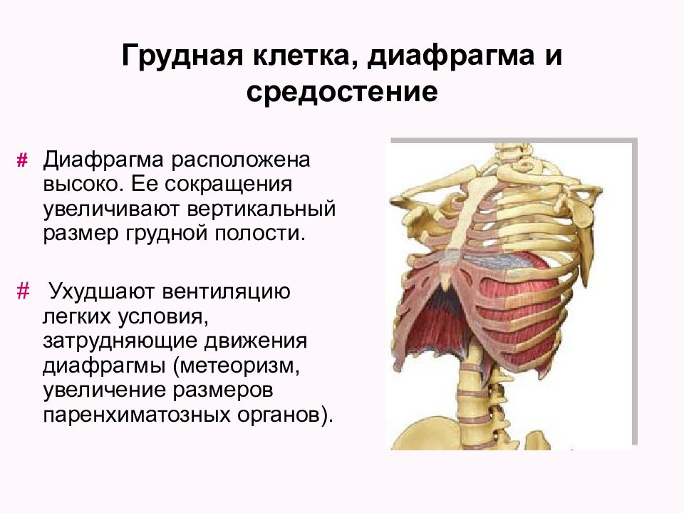 Выше расположена. Апертура грудной клетки диафрагма. Мышцы диафрагмы грудной клетки. Диафрагма и грудная клетка анатомия. Торакальная диафрагма.