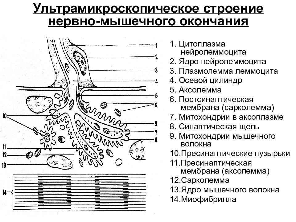 Схема строения синапса