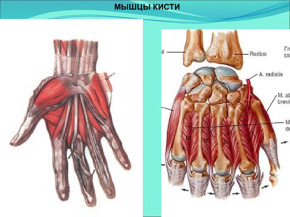 Мышцы кисти руки. Мышцы кисти ладонная поверхность. Мышцы кисти руки человека анатомия. Медиальная группа мышц кисти. Мышцы кисти тыльная поверхность.