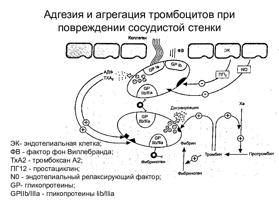 Адгезию тромбоцитов к сосудистой стенке обеспечивает