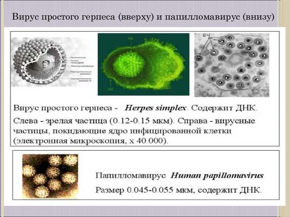 Вирус простого герпеса. Вирус папилломы человека культивирование. Вирус герпеса электронная микроскопия. Папилломавирусы презентация. Культивирование герпесвируса.