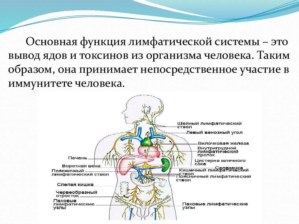 Лимфатическая система важнейшая. Основной функцией лимфатической системы. Функции лимфатической системы человека. Лимфатическая система человека строение и функции схема. Лимфатическая система функции лимфы.