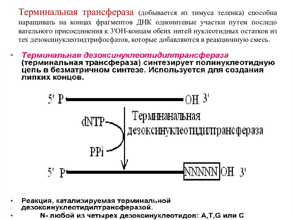 Рекомбинантная днк. Терминальная трансфераза. Терминальная трансфераза ДНК. Способы конструирования рекомбинантных ДНК.. Нуклеотидилтрансферазы.