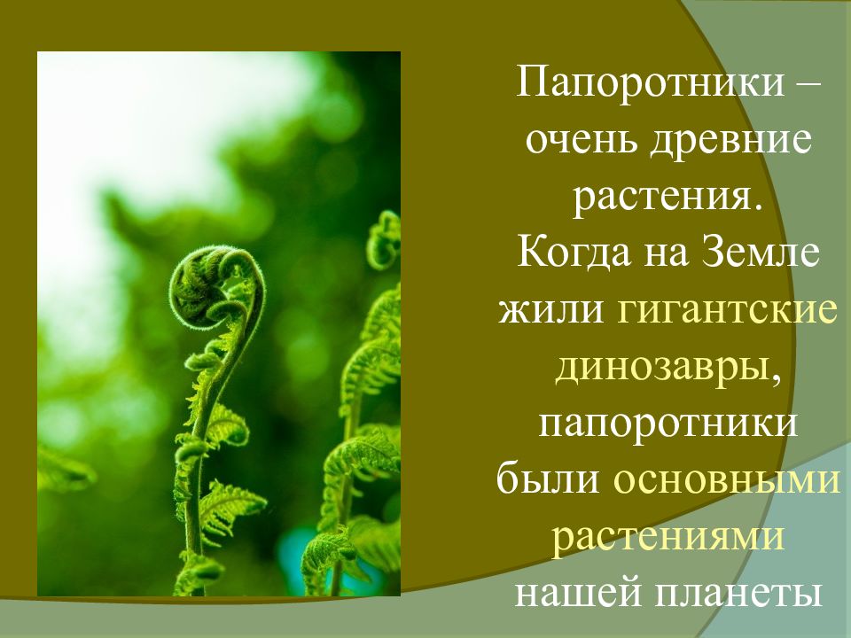 Ламинария папоротник. Мхи и папоротники. Характеристику Моховидные и Папоротниковидные. Загадки на тему водоросли и мхи. Загадки на тему водоросли и мхи с ответами.