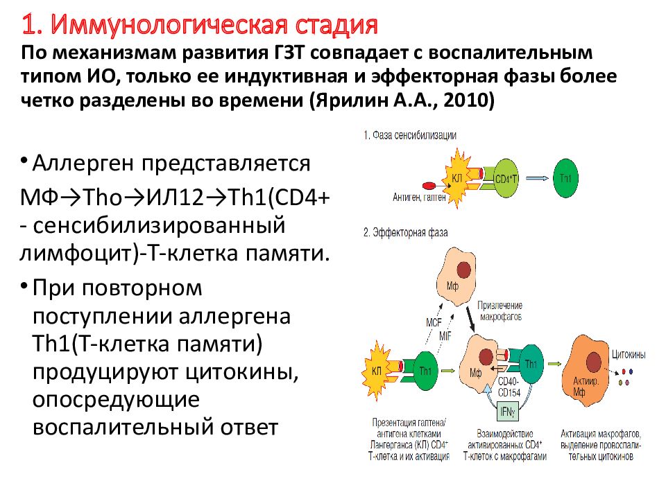 Гзт схема микробиология