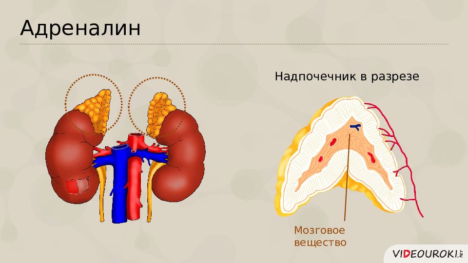 Про надпочечники