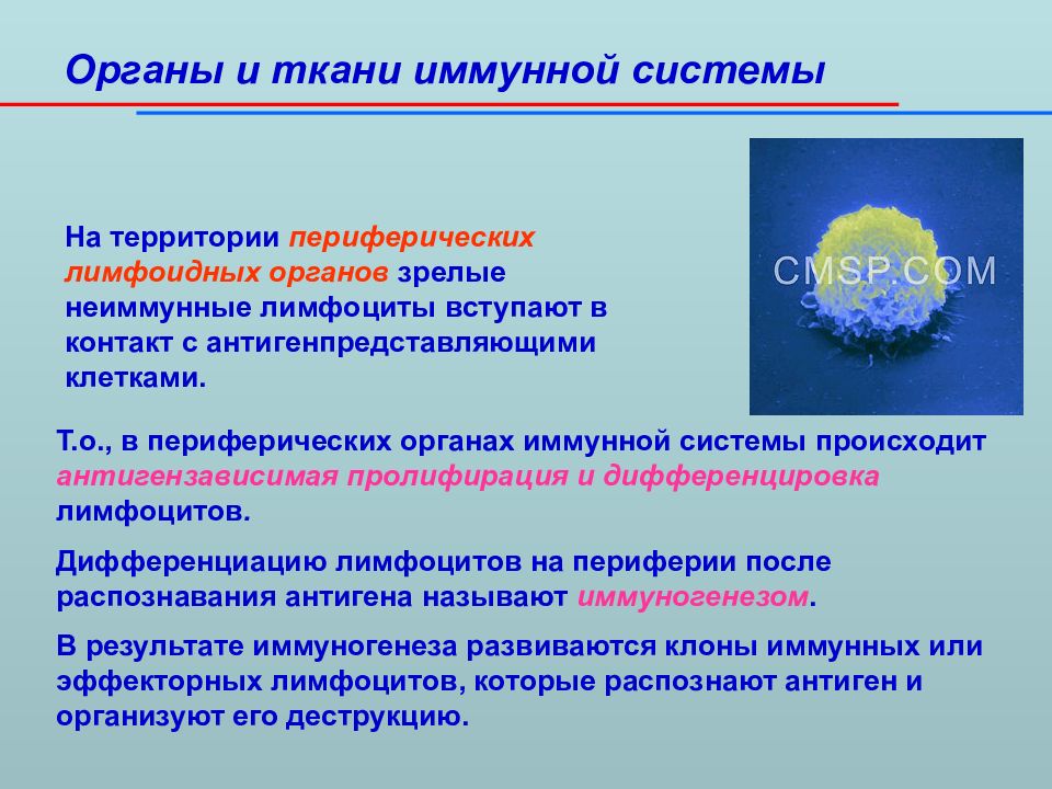 Иммунокомпетентная ткань. Иммунная ткань. Центральные органы иммунной системы человека функции. Иммунитет ткани и органы. Центральные органы иммунной системы.