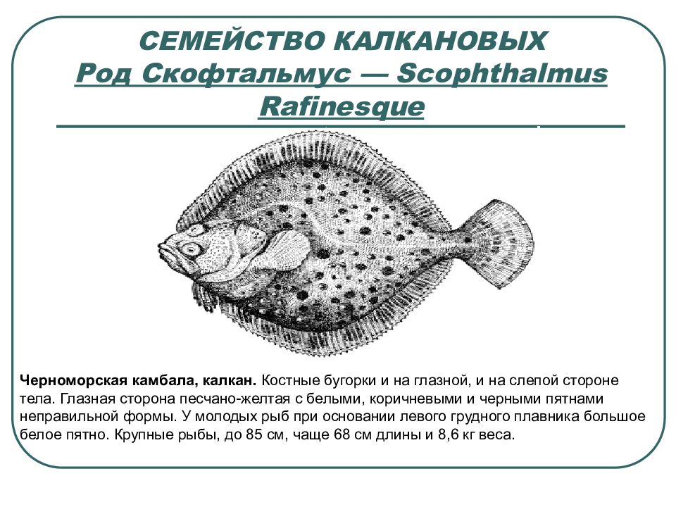 Схема обработки камбалы