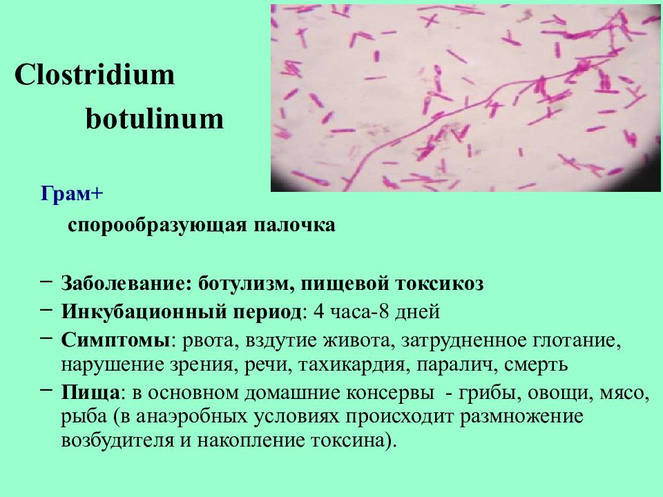 Презентация на тему инфекция микробиология