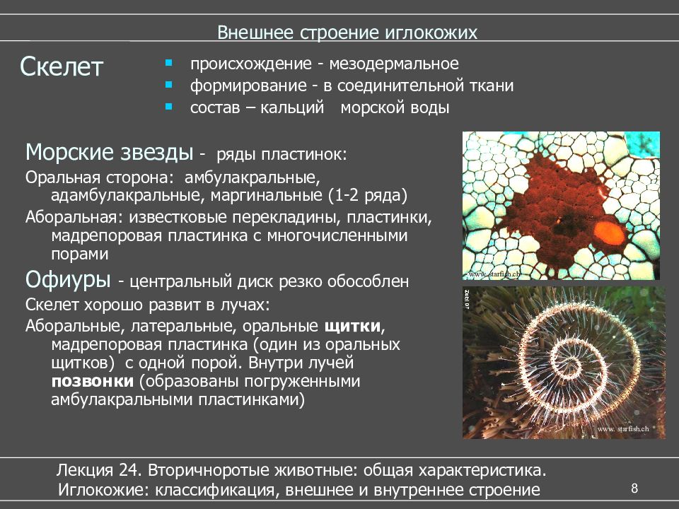 Мышцы мезодермального происхождения. Мезодермальное происхождение. Формирование первичной кишки и нервной трубки. Мезодермальное происхождение. Мезодермальное происхождение.