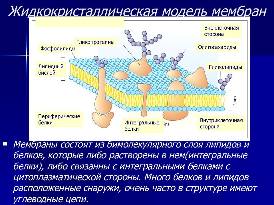 Функция мембраны клетки является. Жидкостно кристаллическая модель мембраны. Жидкостно-мозаичная модель плазматической мембраны. Плазматическая мембрана фосфолипиды белки. Модели плазматической мембраны клетки.