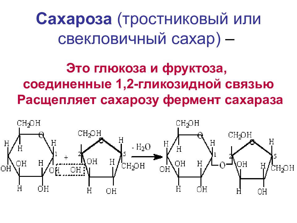 УГЛЕВОДЫ: функции и обмен Сахароза (тростниковый или свекловичный сахар) –