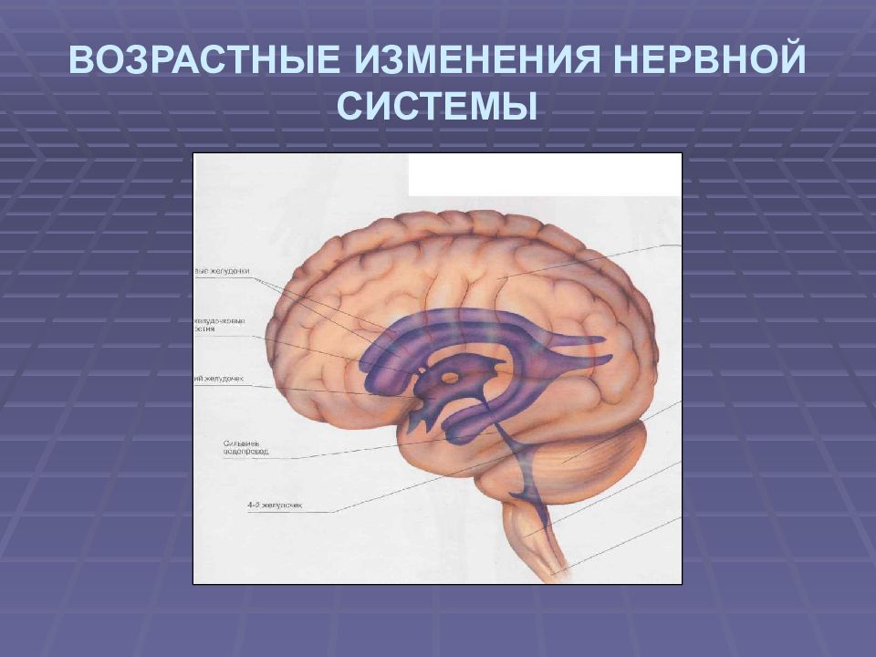 Возрастные изменения нервной системы у пожилых людей презентация