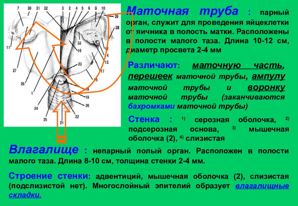 Парные трубчатые органы