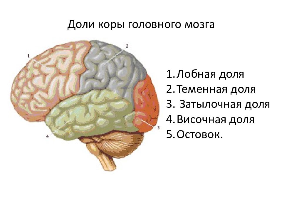 Основные доли мозга. Затылочные доли коры головного мозга. Анатомия коры головного мозга доли.