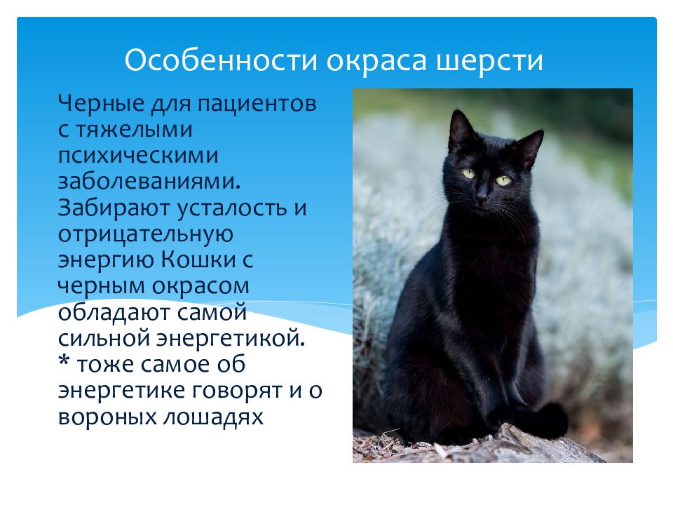 Коты забирают болезни