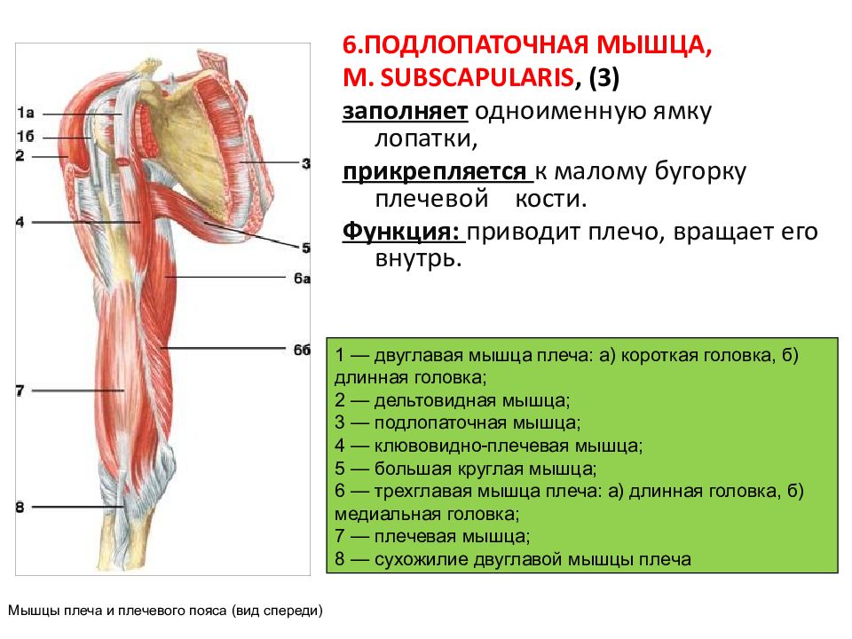 Мышцы прикреплены к костям. Подлопаточная мышца плечевого пояса. Двуглавая мышца анатомия функции. Сухожилия подлопаточной мышцы анатомия. Подлопаточная мышца плечевого пояса функции.