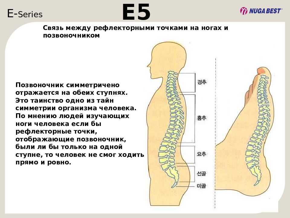 Ноги позвоночник. Проекция позвоночника на стопе. Стопы и позвоночник взаимосвязь. Точки позвоночника на стопе. Позвоночник на стопе ноги.