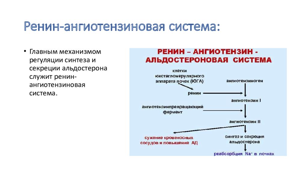 Ренин ангиотензин альдостероновая система презентация