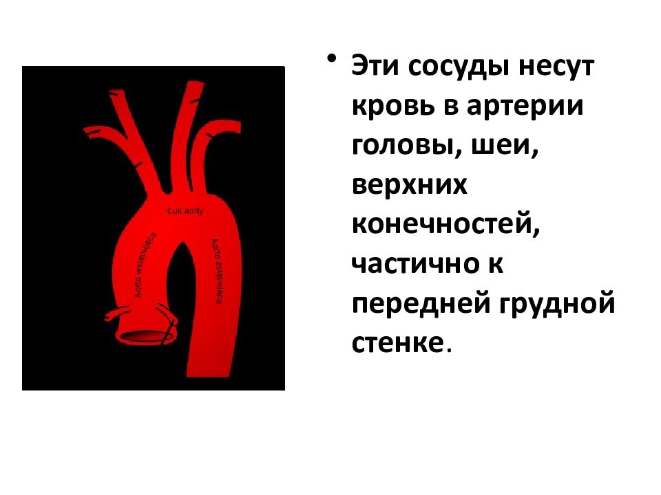 Сосуд несущий. Куда несут кровь артерии. сосуд который несет кровь к верхней конечности. сосуды приносят кровь серсу.
