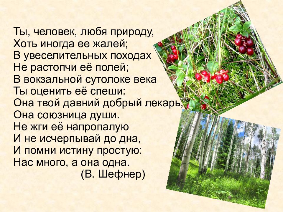 Любишь природу ответ. Ты, человек, люби природу. Стих ты человек любя природу. Ты человек люби природу хоть иногда ее жалей. Шефнер ты человек любя природу хоть иногда её жалей.