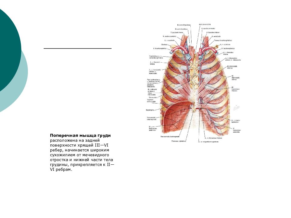 Топографическая анатомия грудной клетки презентация
