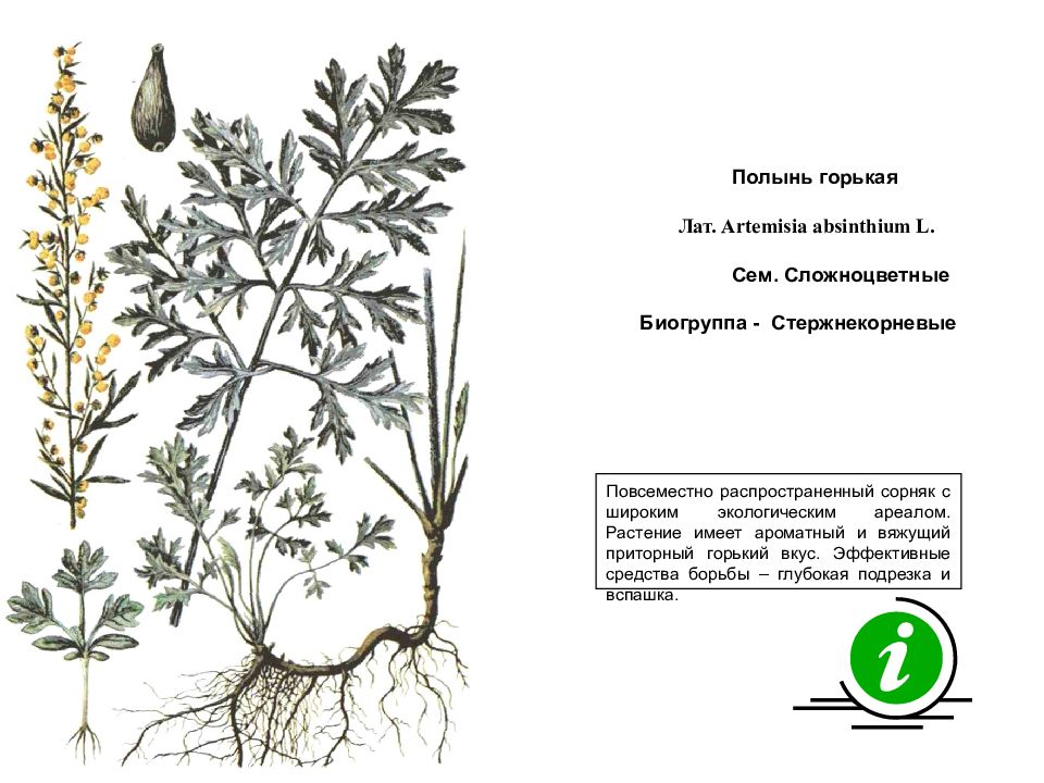 Сорные растения презентация