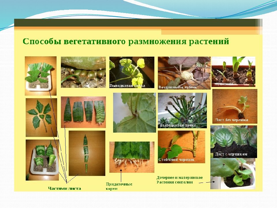 Виды вегетативного размножения комнатных растений. Черенкование комнатных растений. Черенкование комнатных растений 6 класс