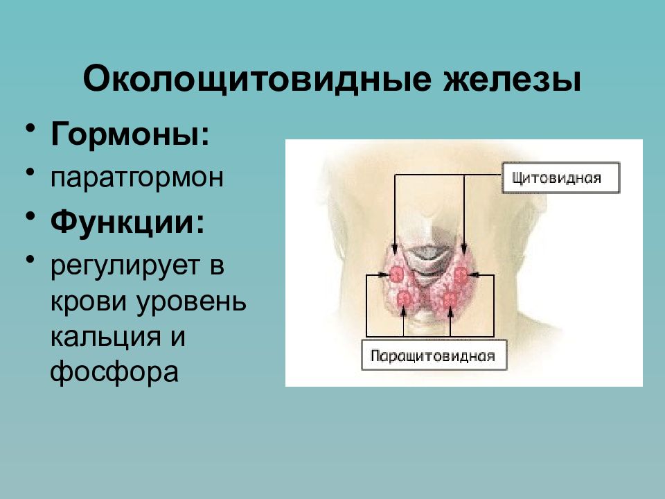 Презентация железы и гормоны